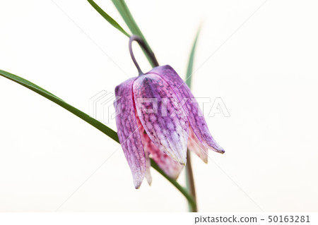 endangered wild Chess Flower in beautiful sunset endangered wild Chess Flower in beautiful sunset 50163281