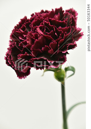 康乃馨切花 50163344