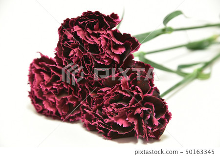 康乃馨切花 50163345