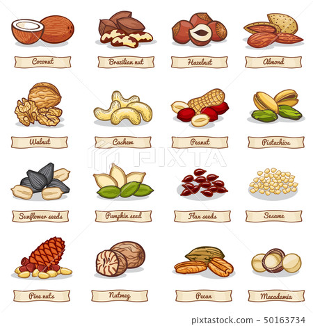 Cartoon color nut and seed grains. Vector collection Cartoon color nut and seed grains. Vector collection 50163734