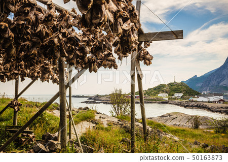 Cod stockfish drying on racks, Lofoten islands Cod stockfish drying on racks, Lofoten islands 50163873