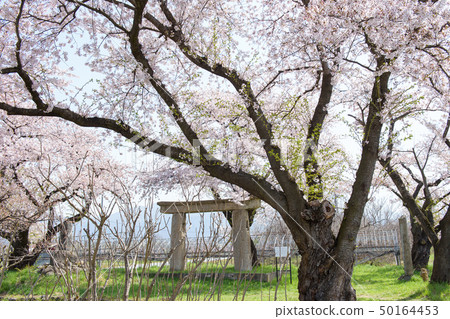 Cherry blossoms in Ishitori Gate Tendo City Yamagata Prefecture 50164453
