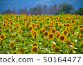 向日葵 50164477