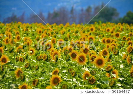 向日葵 向日葵 50164477