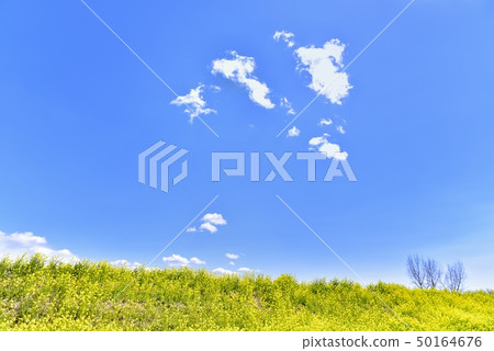 Rape blossoming bank of Watarase Yusui 50164676