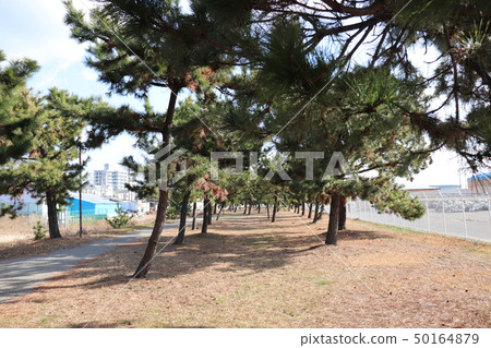 Pine trees in Suma Beach Park 50164879