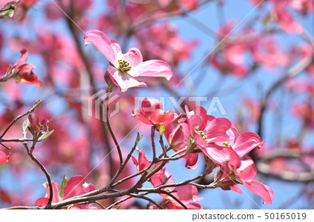 山茱萸(花木) 山茱萸(花木) 50165019