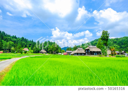 夏天的鄉村景觀（蘆之島環村） 50165316