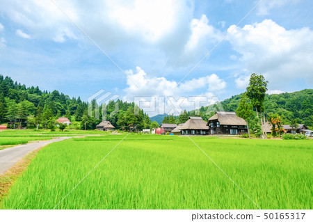 夏天的鄉村景觀（蘆之島環村） 50165317