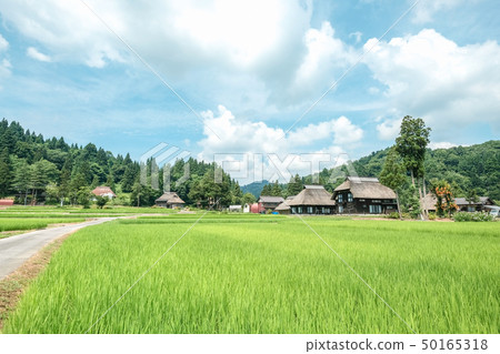 夏天的鄉村景觀（蘆之島環村） 50165318