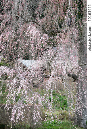 Landscape photo Flower Cherry blossoms Hanging Zakra Hiraizumi's Hanging Zakra Yamazato's Hanging Zakra Landscape photo Flower Cherry blossoms Hanging Zakra Hiraizumi's Hanging Zakra Yamazato's Hanging Zakra 50165433