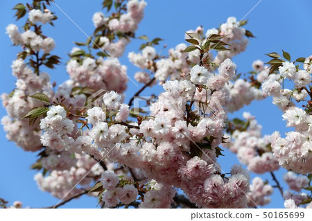 奈良Yae櫻花 50165699