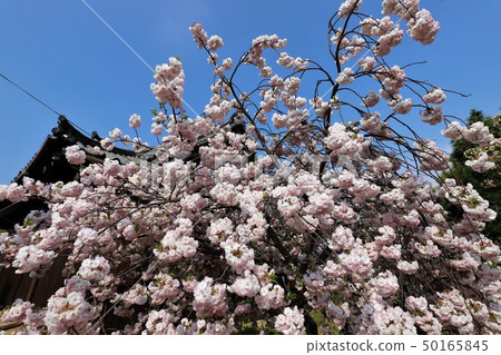 Nara Yae Cherry blossoms Nara Yae Cherry blossoms 50165845