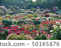 玫瑰場 50165876