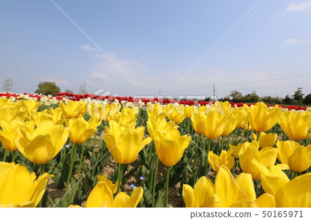 Bami多小山公園春天風景 50165971