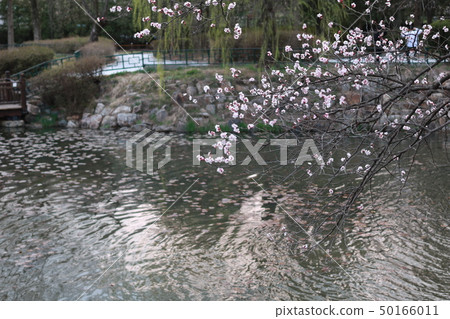 Lake Cherry Blossoms 50166011