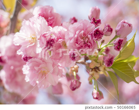 close up beautiful perfect blooming pink sakura cherry blossom or Japanese cherry Prunus serrulata 50166065