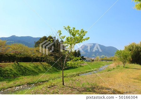 景觀山河樹 50166304