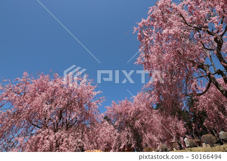 The weeping cherry tree of Senbon of Takami no Sato 50166494