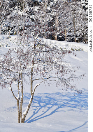 Taking pictures of snow covered trees that have sprouted at Nakayama Pass in Hokkaido Hokuto City in early spring Taking pictures of snow covered trees that have sprouted at Nakayama Pass in Hokkaido Hokuto City in early spring 50166782
