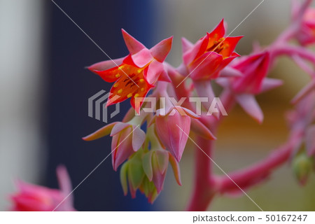 石蓮花 石蓮花 50167247