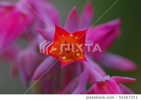 石蓮花 石蓮花 50167251