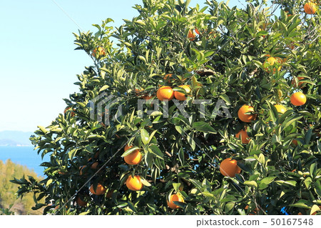 Seto Inland Sweet Summer 50167548