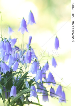 Iwashajin blue flower nature background 50167908