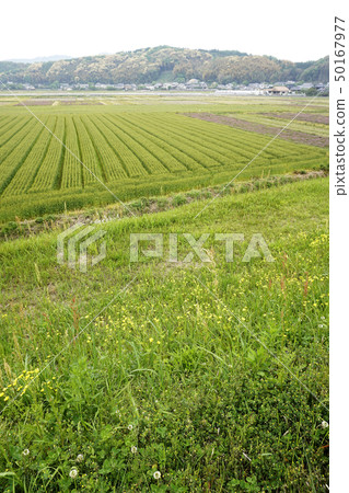 Wheat field 50167977