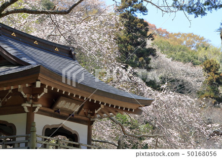 Laha的櫻花Kamakura Jochi寺廟的櫻花地面 50168056