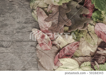 autumn template with colorful leaves on wooden autumn template with colorful leaves on wooden 50168343