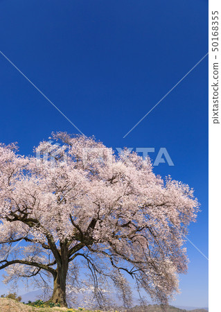 Yatsugatake Mountain Range_Waniwaka Sakura 50168355