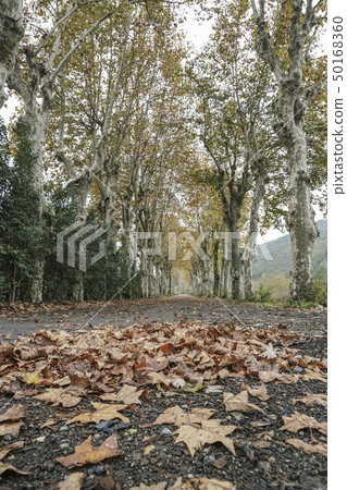 Country road surrounded by trees in autumn 50168360