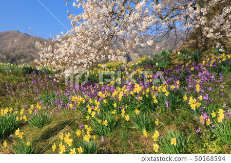 Yamanashi Prefecture _ Wanizuka cherry blossoms Yamanashi Prefecture _ Wanizuka cherry blossoms 50168594