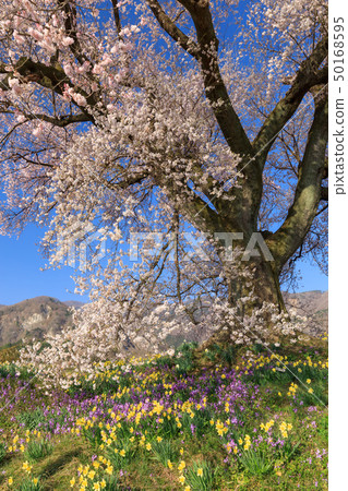 Yamanashi Prefecture _ Wanizuka cherry blossoms 50168595