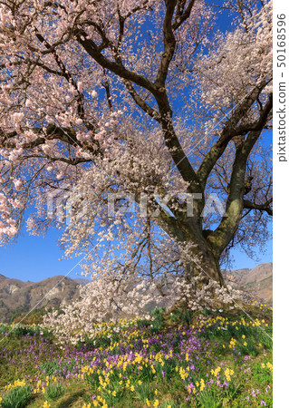 Yamanashi Prefecture _ Wanizuka cherry blossoms 50168596