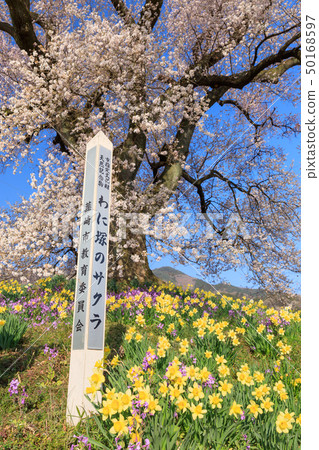 Yamanashi Prefecture _ Wanizuka cherry blossoms 50168597