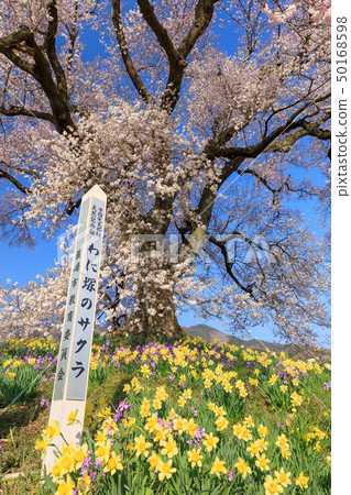 山梨縣_Wanizuka櫻花 50168598