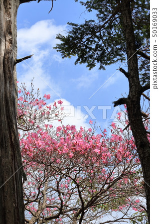 Akebonotsutsuji盛開的小山山（高知市） 50169033