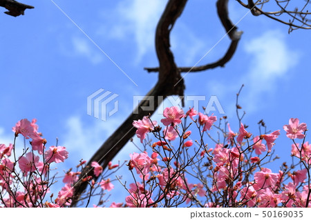 小石山（高知市）的曙杜鵑花 50169035