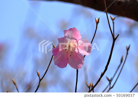 漂亮的Akebonotsutsuji（高知Shikushiyama） 50169037