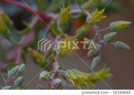 Rose flower Rose flower 50169095