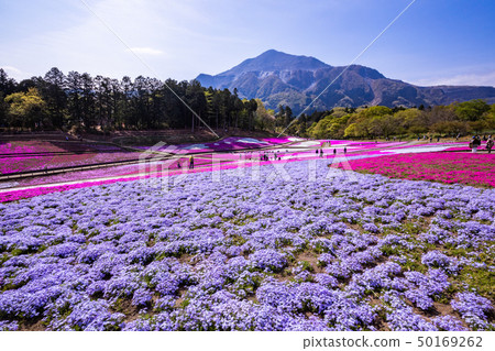 (Saitama Prefecture) Yotsuyama Park, Shibazakura Hill 50169262