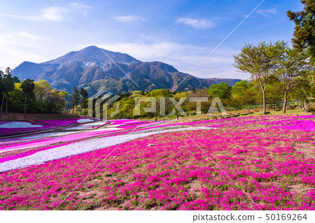 （埼玉縣）Yotsuyama Park，Shibazakura Hill 50169264