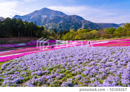 (埼玉縣)Yotsuyama Park,Shibazakura Hill (埼玉縣)Yotsuyama Park,Shibazakura Hill 50169267