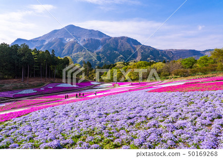 (Saitama Prefecture) Yotsuyama Park, Shibazakura Hill (Saitama Prefecture) Yotsuyama Park, Shibazakura Hill 50169268