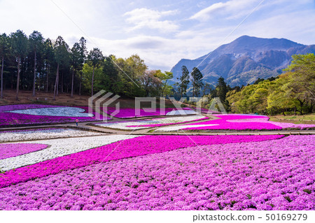 （埼玉縣）Yotsuyama Park，Shibazakura Hill 50169279