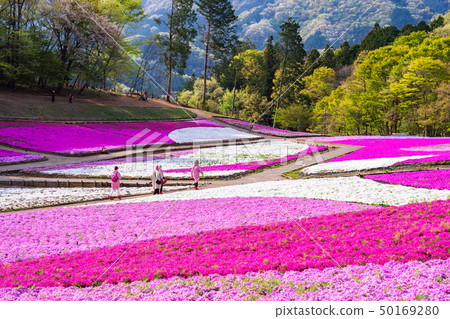 （埼玉縣）Yotsuyama Park，Shibazakura Hill 50169280