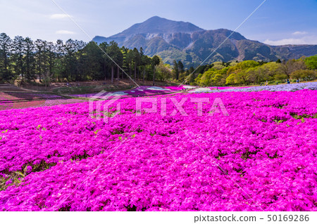 （埼玉縣）Yotsuyama Park，Shibazakura Hill 50169286