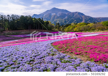 (Saitama Prefecture) Yotsuyama Park, Shibazakura Hill 50169292